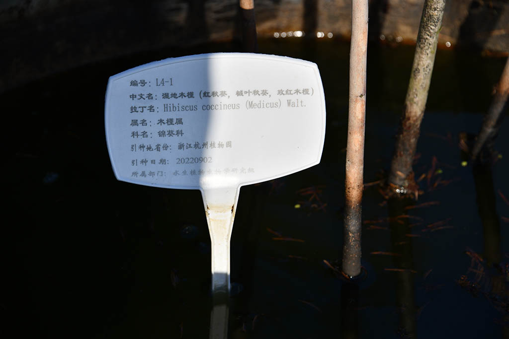 濕地木槿（紅秋葵、槭葉秋葵、玫紅秋葵）