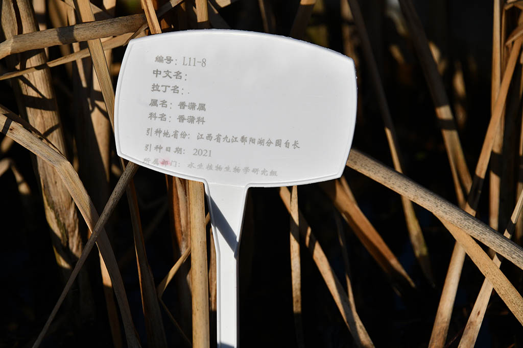 編號L11-8