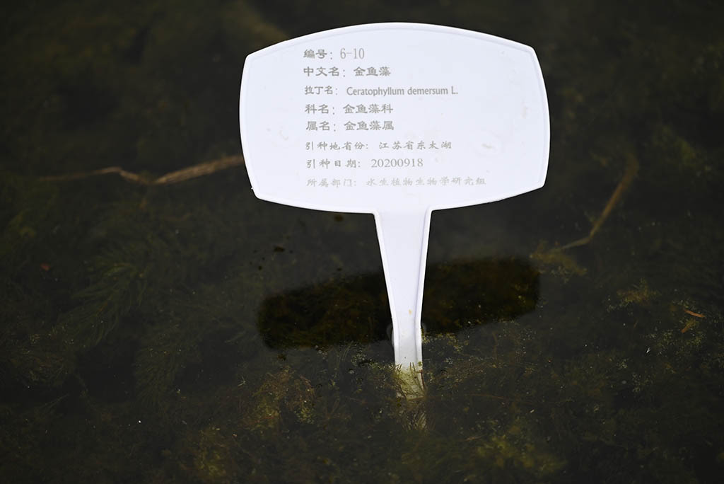 金魚(yú)藻