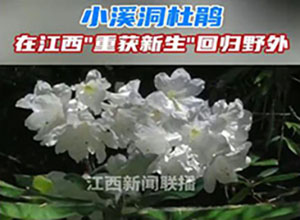 從滅絕到重生！"植物界大熊貓"野外回歸